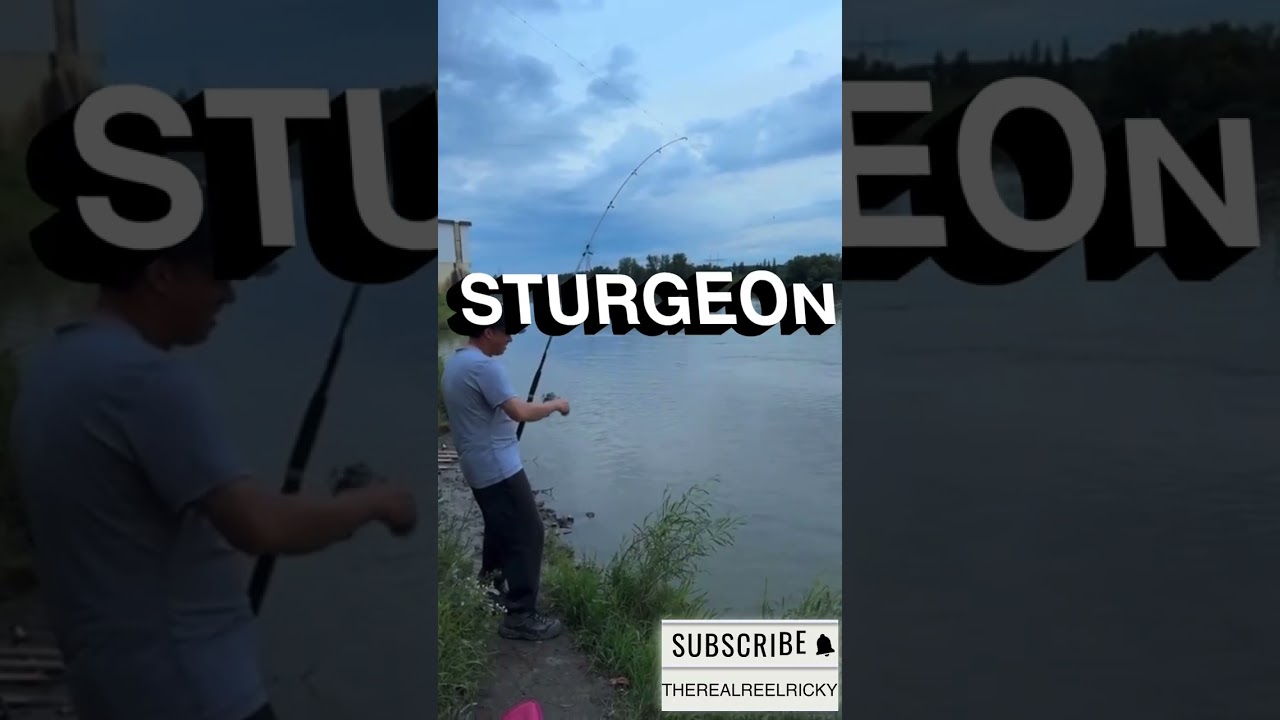 DECENT STURGEON CAUGHT on the North Saskatchewan River!! | INSANE Fight 🔥🎣 #Fishing #Sturgeon 