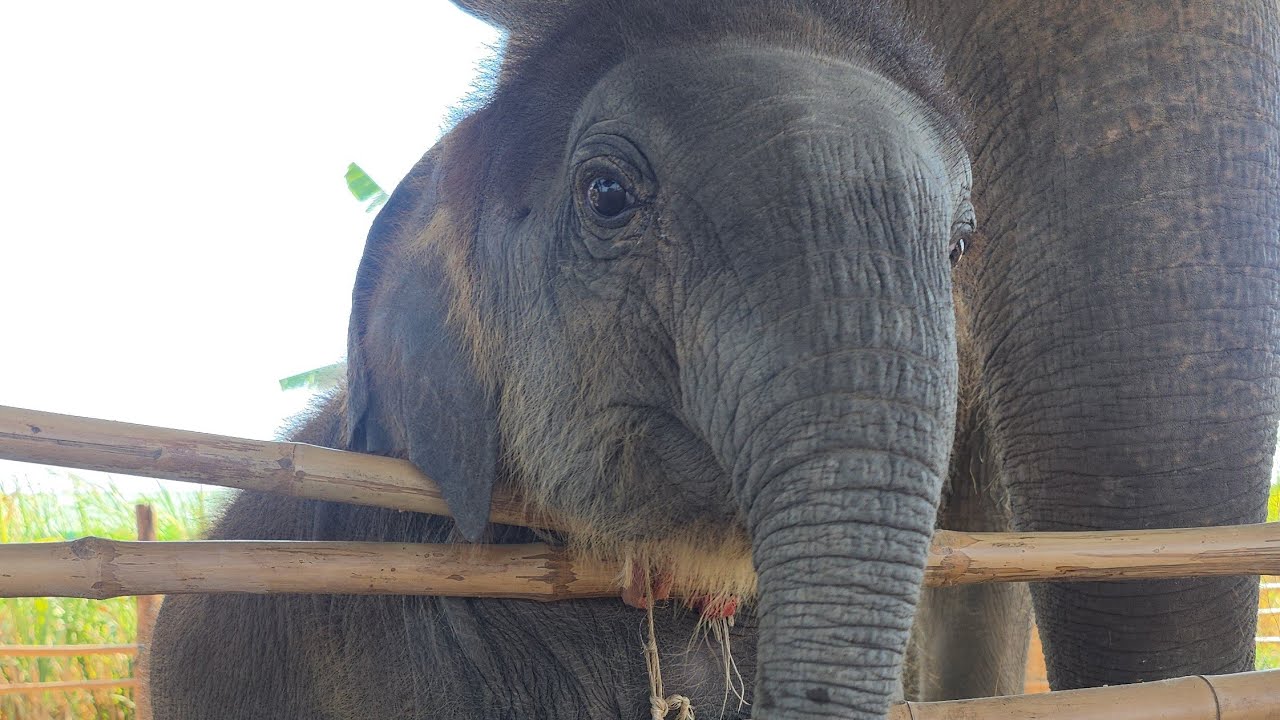 แดดแรงมากวันนี้ ผลไม้คลายร้อนมาแล้วจ้า