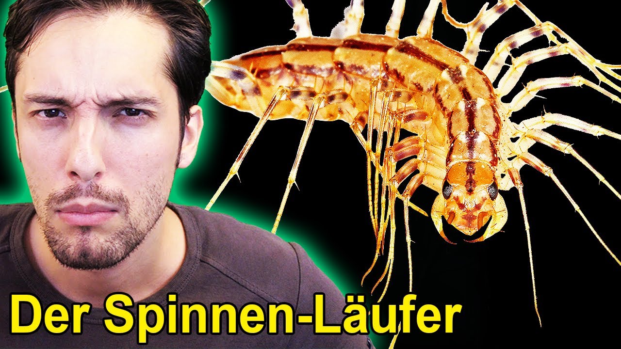 Schlimmer als Spinnen? Der Spinnen-Läufer