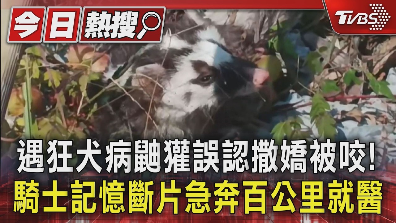 #獨家 遇狂犬病鼬獾誤認撒嬌被咬! 　騎士記憶斷片急奔百公里就醫｜TVBS新聞 @TVBSNEWS01