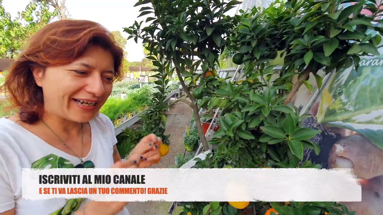 Come curare il chinotto
