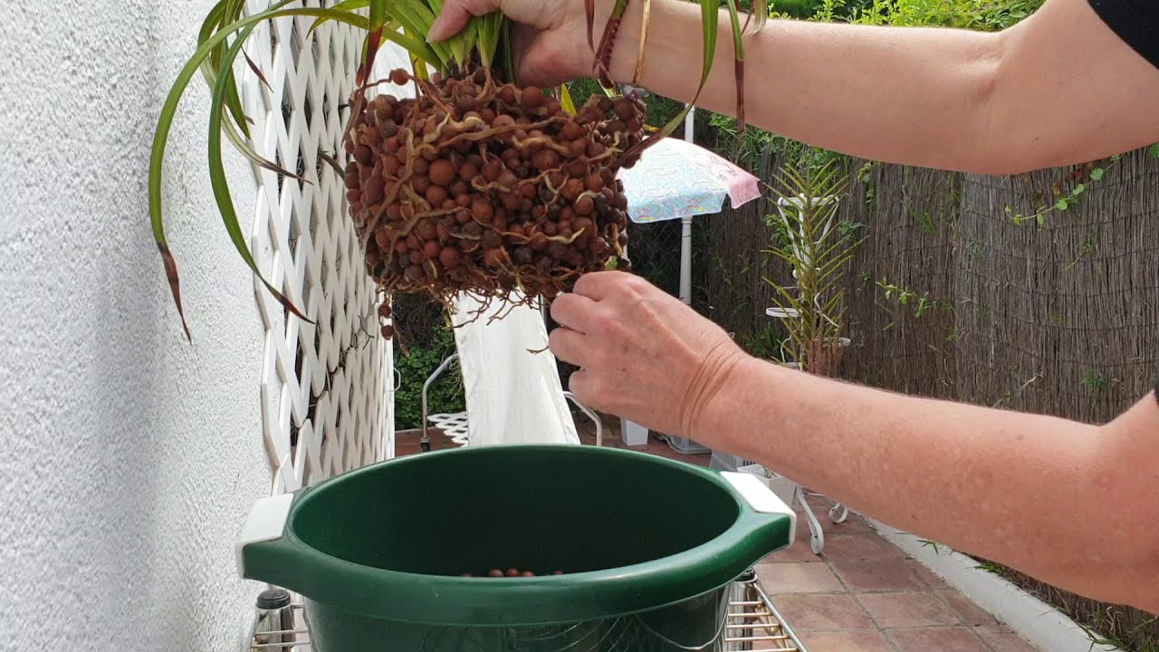 PHRAGMIPEDIUM MEMORIA GARREN WEAVER - Effects Cold Temperature | Evaporative Cooling #ninjaorchids