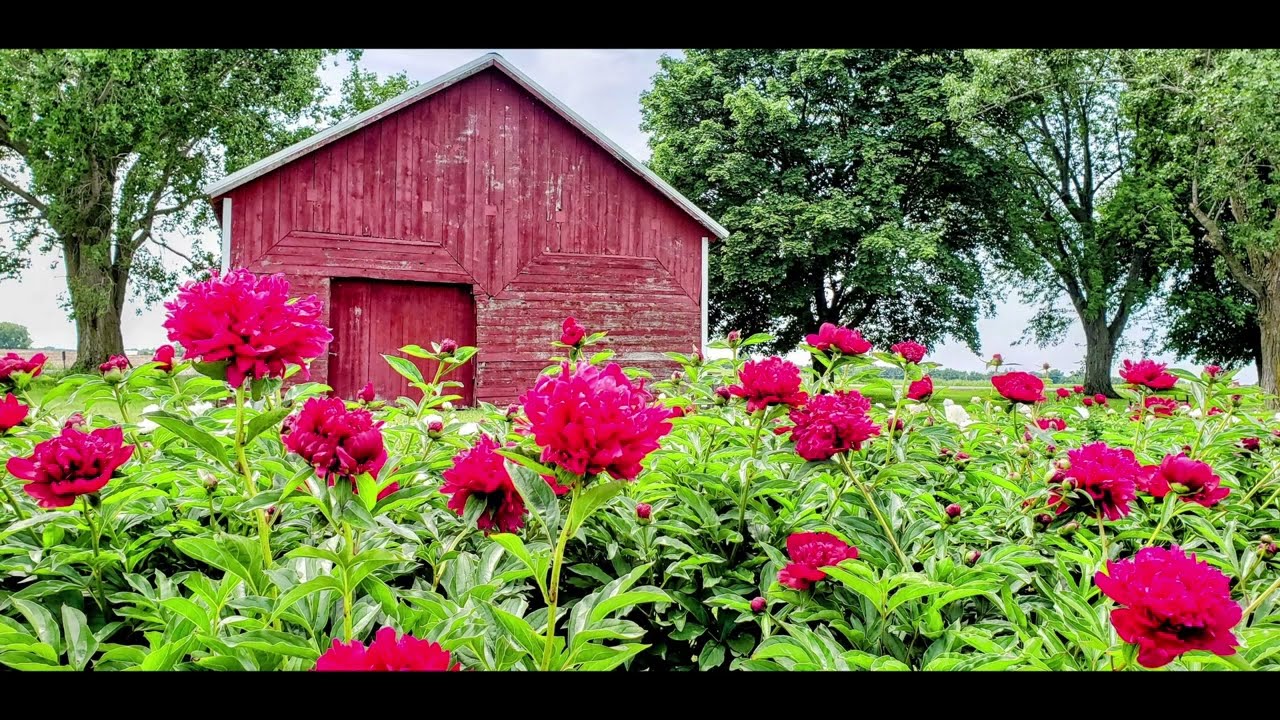 Ovans Peony Farm
