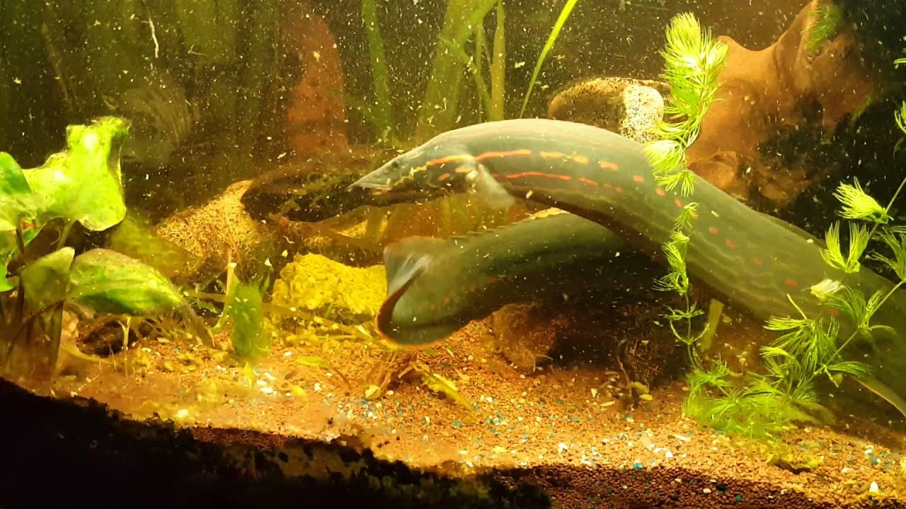 Les monstres ont bien grossi