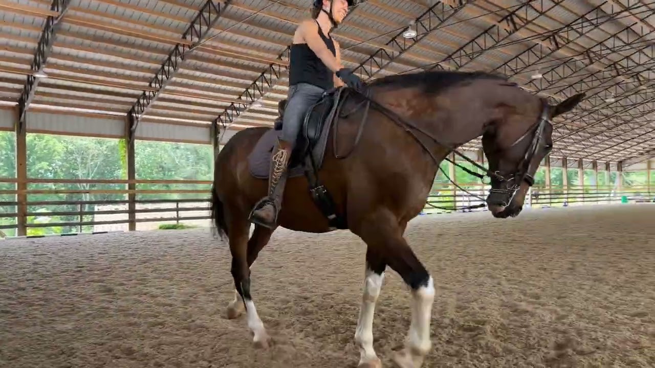 Avery, Dutch harness horse, lesson with Jim Koford June 2025