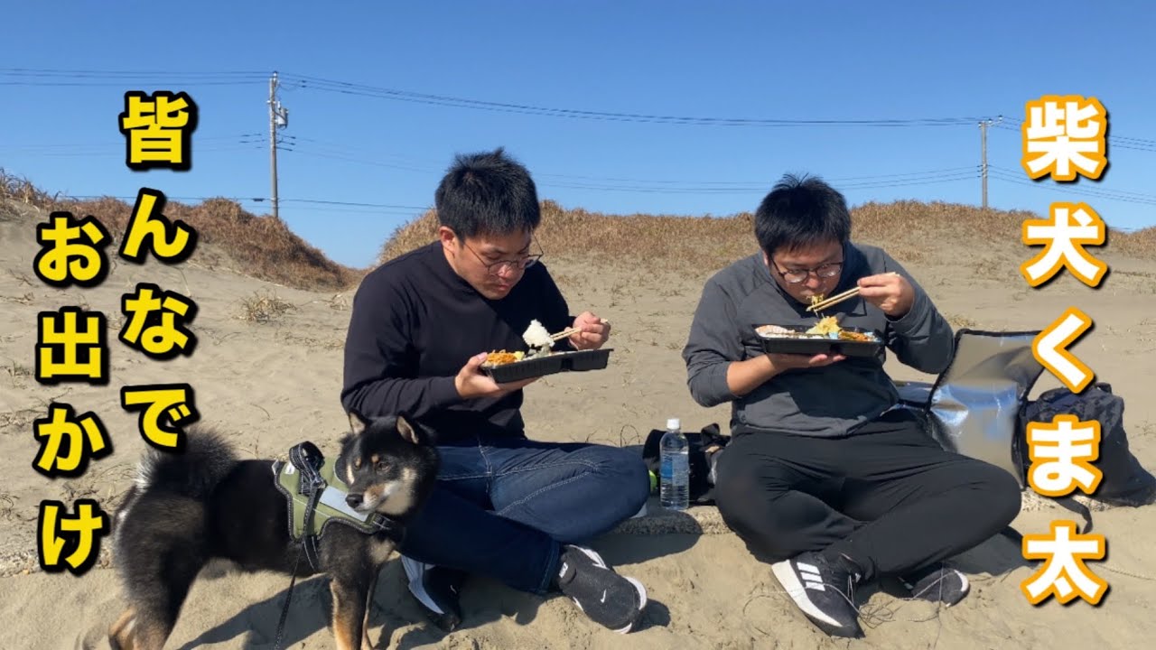 柴犬くま太　お弁当を持って　皆んなでお出かけする休日
