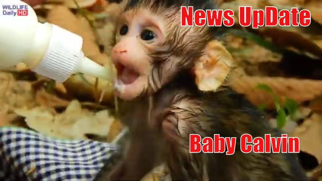 Million SAD..!! Poor Baby Calvin Getting Milk After Chiko Left Him Alone, Thanks New Mom Giving Milk