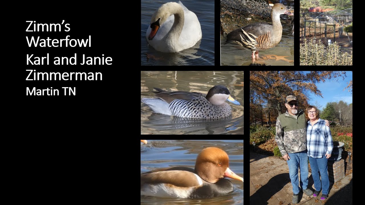 Zimm's Waterfowl Farm Tour (Part I)