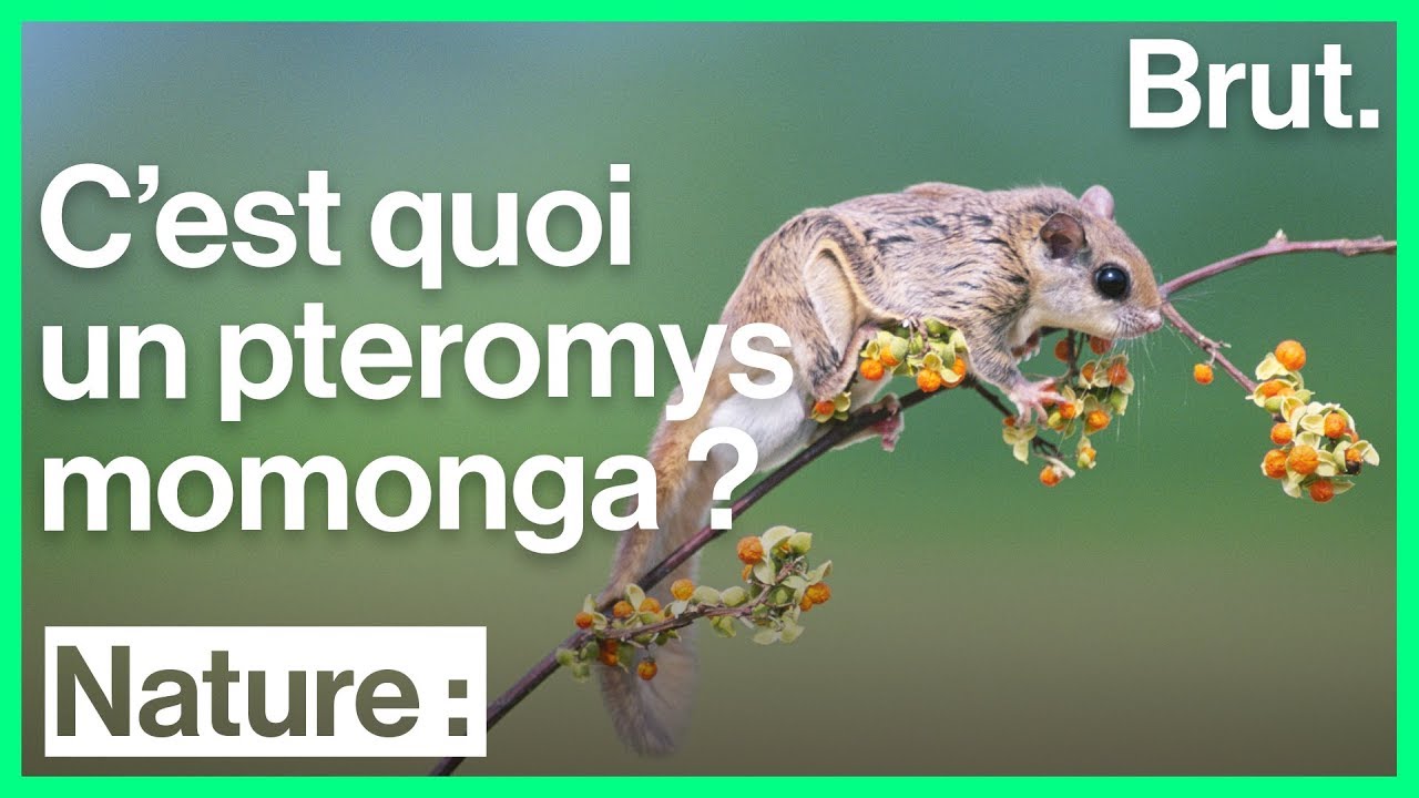 Le pteromys momonga