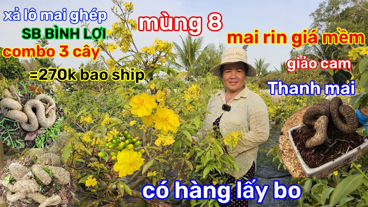 🌲24/2☎️Vườn mai Cô Phương☎️mai ghép lấy bo🌲xả lô combo 3 cây🌲3 cây =270k bao ship 
