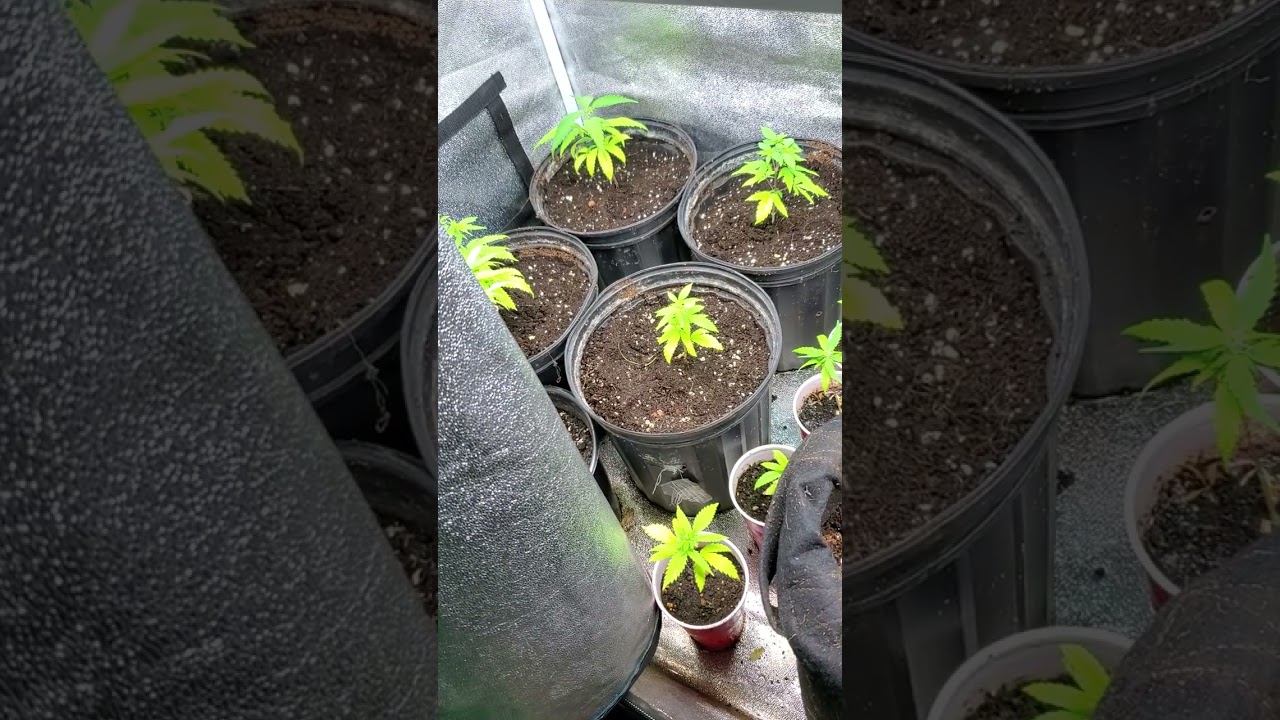 Autoflower just the beginning#autoflower#seedling