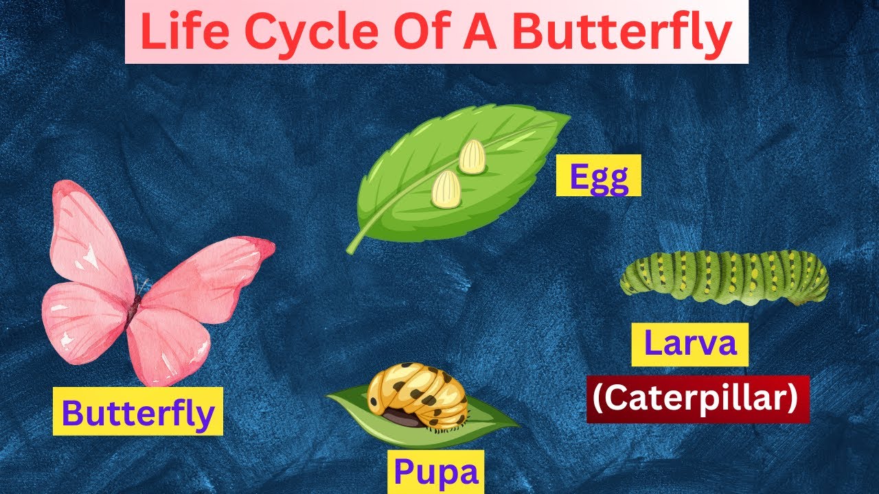 Science Learning : Astonishing Life Cycle Of A Butterfly !!!