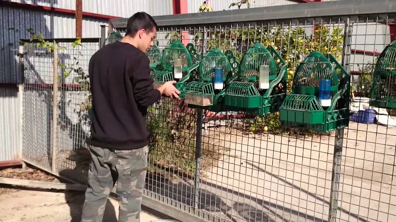 Sacando los pájaros al sol