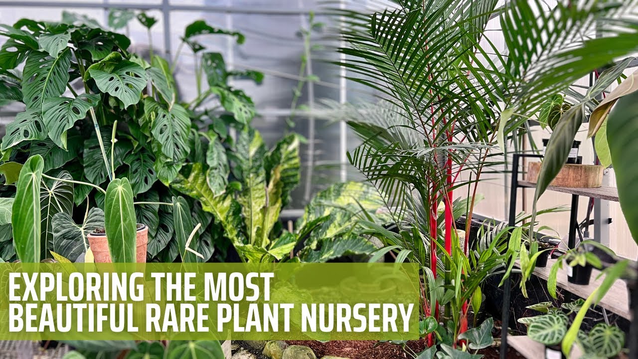 Rare Tropical Plant Nursery Tour | Aroid Greenhouses