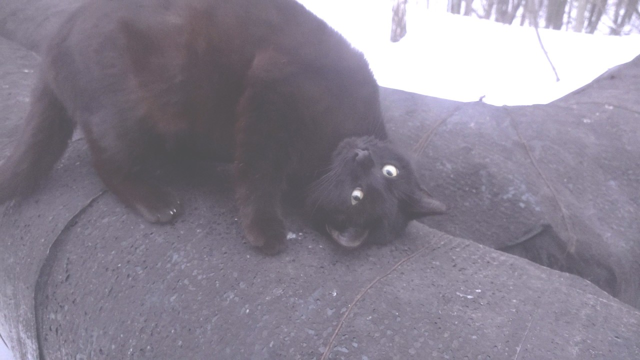 A black kitty glad to see me on the pipe