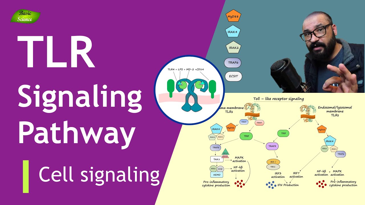 Toll-like receptor Signaling Pathway | MyD88 | TRIF Pathways | Basic Science Series