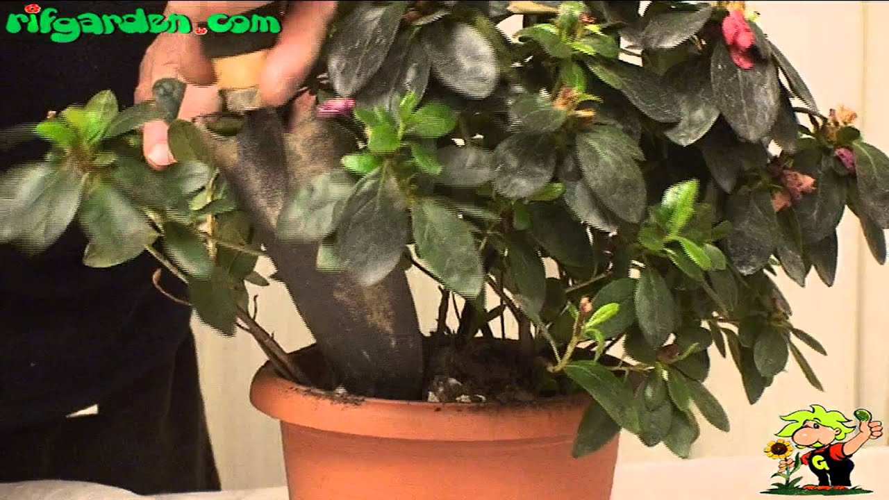 Azalea as houseplants