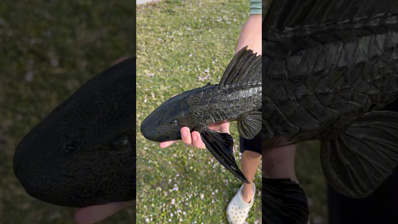 Pleco Поймай, очисти и приготовь!?!
