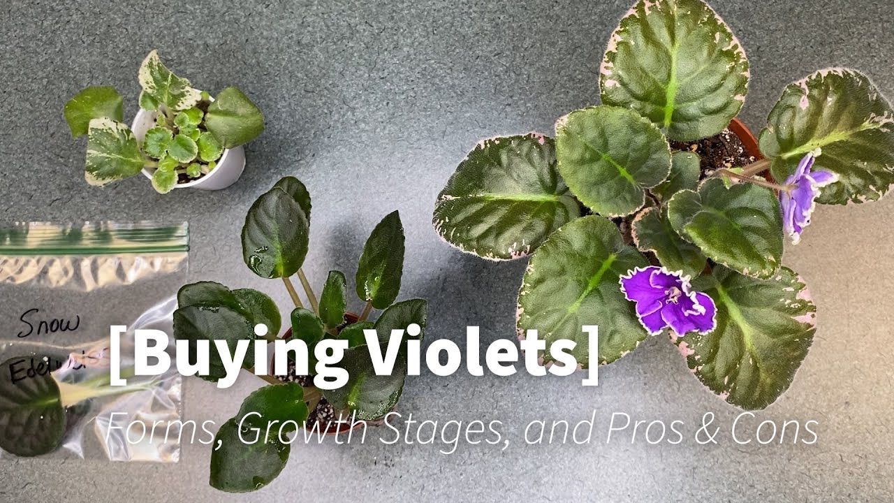 African Violet Buying Guide: Forms, Growth Stages, and Pros & Cons