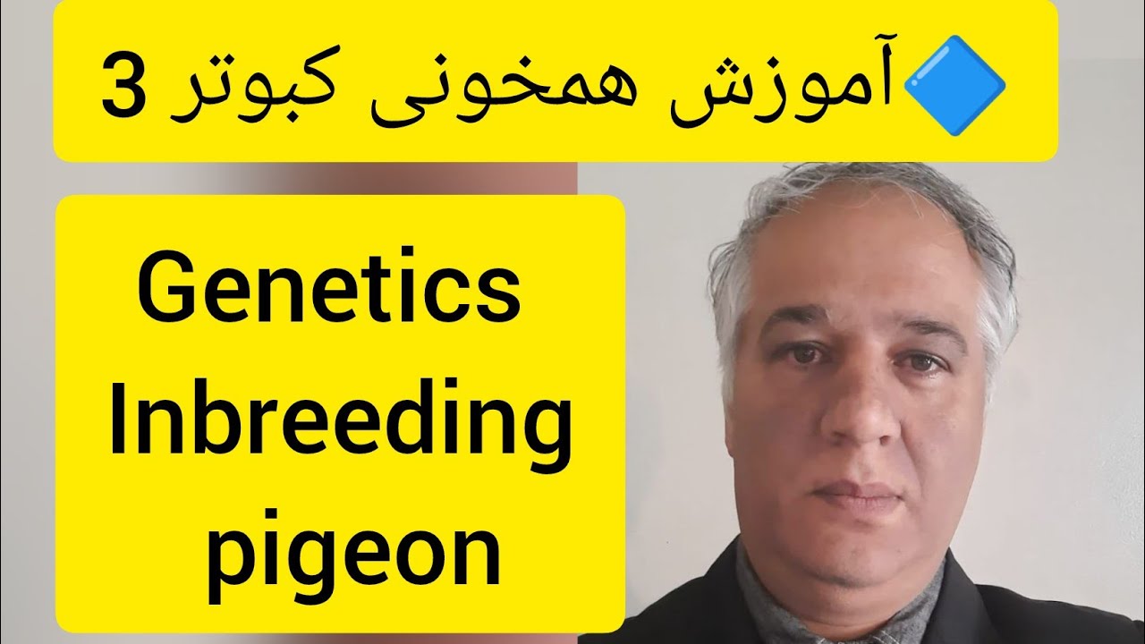 ❤️🔷  همخونی در کبوتران خانگی  (شماره 3 از 10) توسط آقای دکتر عباس اسدزاده   Inbreeding pigeons
