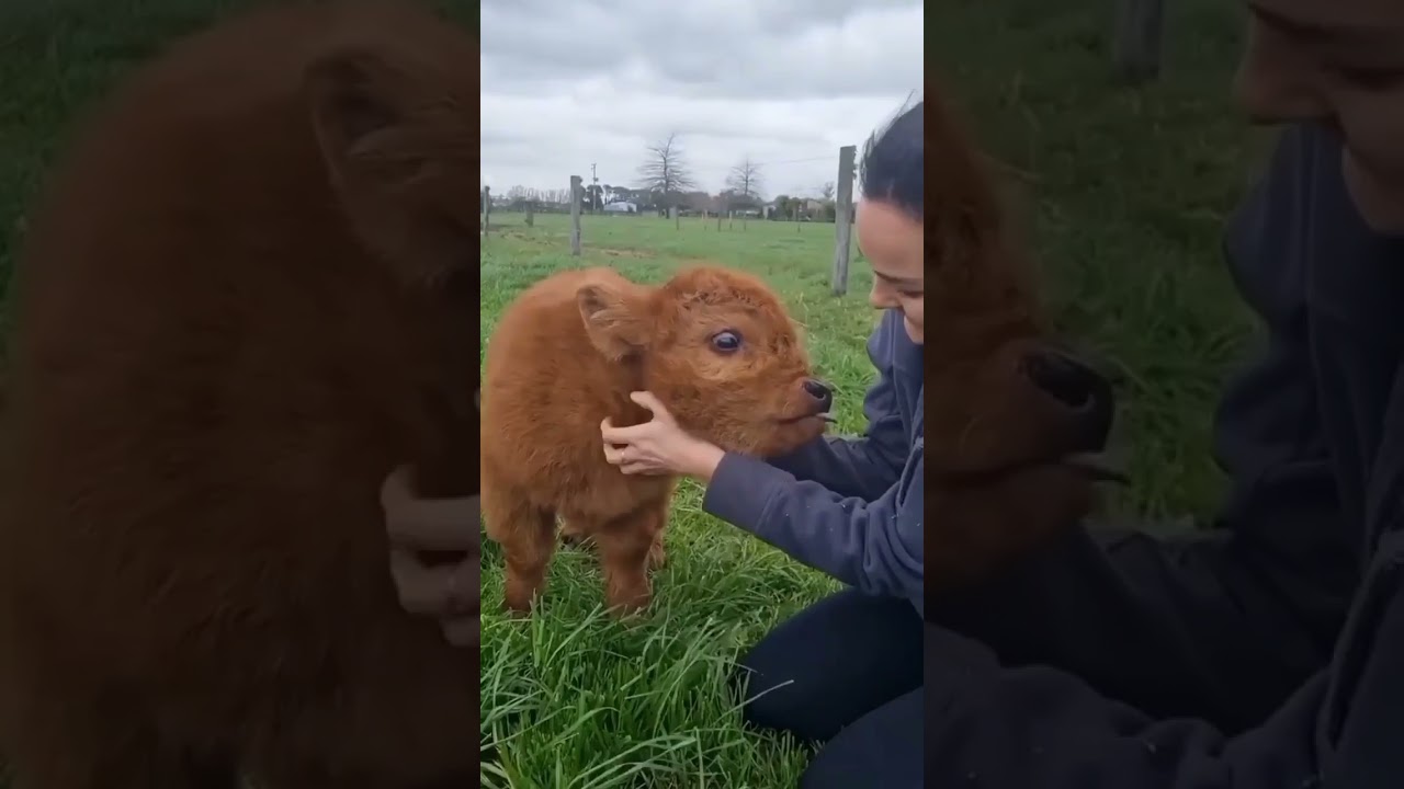 Que gracinha esse bezerrinho &eacute; muito fofo
