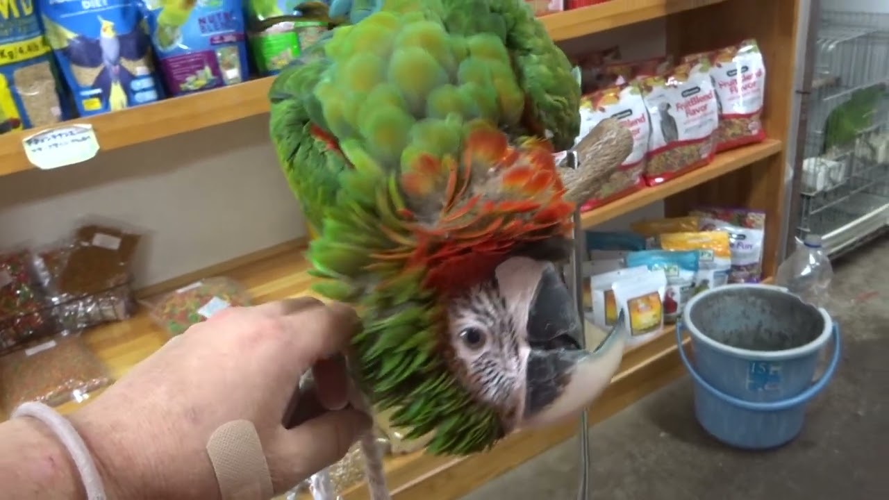 ハルクインコンゴウの男の子　めちゃめちゃ甘えん坊になる