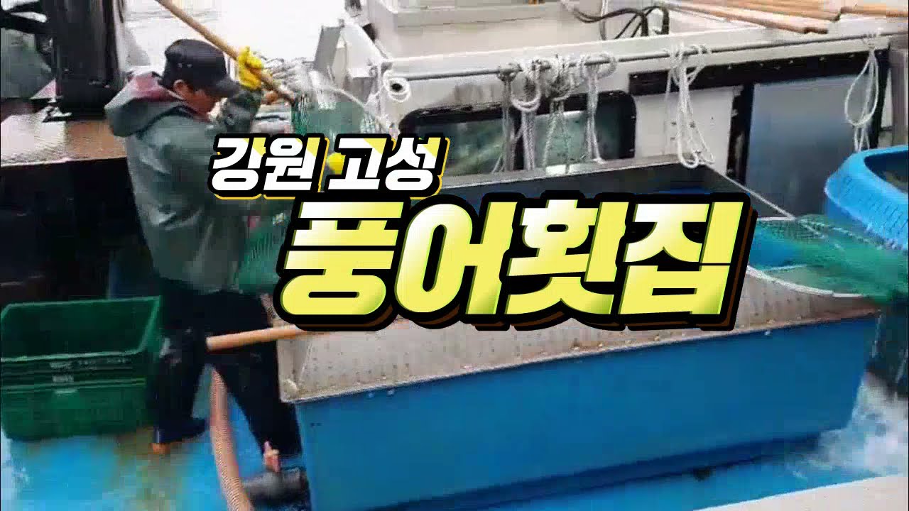 강원도 고성 자연산횟집 고성 맛집 [풍어횟집] 싱싱한 활어들~