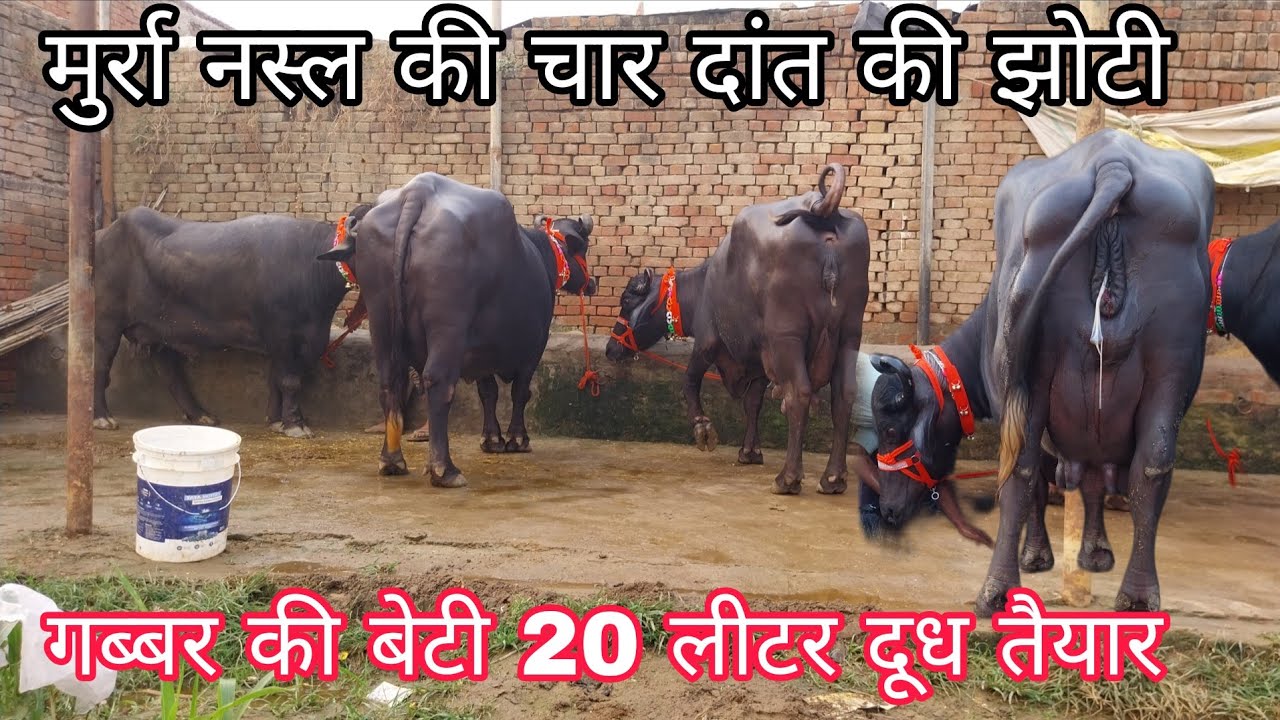 गब्बर की बेटी 20 लीटर दूध तैयार मुर्रा नस्ल की चार दांत की झोटी🔥#viralvideo #cow #murraha 