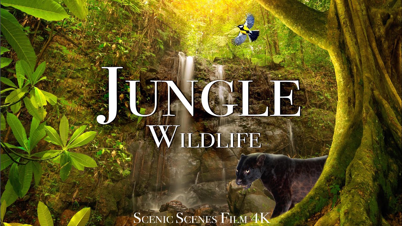Jungle Wildlife In 4K - Animals That Call The Jungle Home | Rainforest | Scenic Relaxation Film