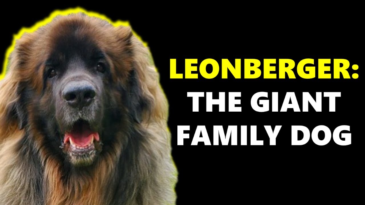LEONBERGERS - Giant Family Dogs