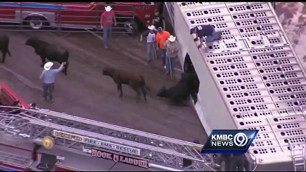 Driver ticketed after cattle truck tips over on I-70