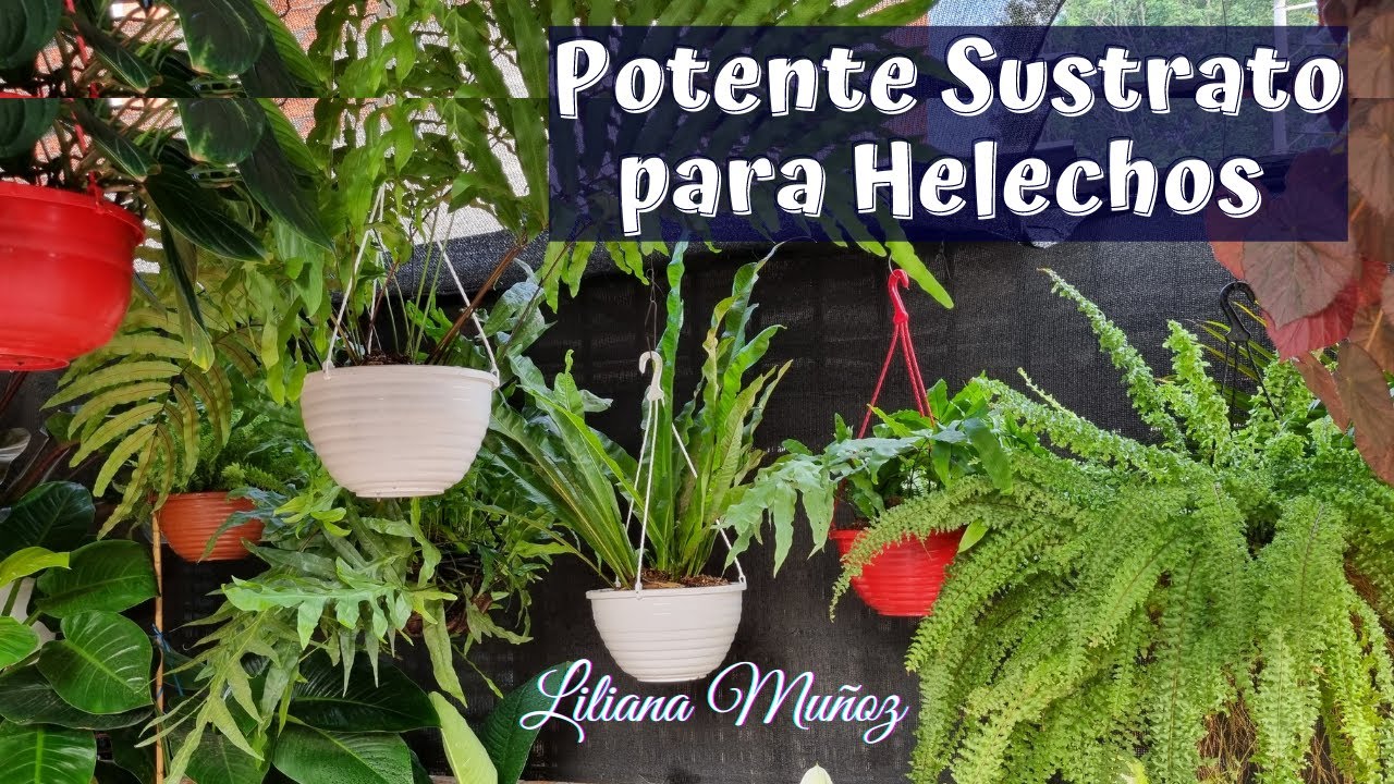 POTENTE SUSTRATO para tener HELECHOS BONITOS/ Liliana Muñoz