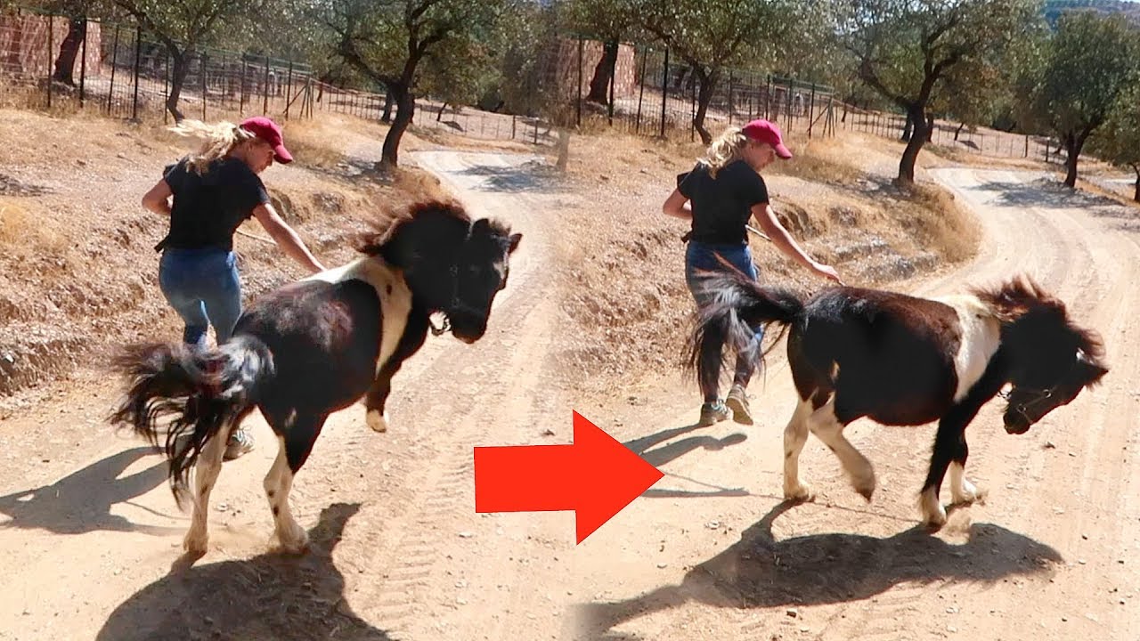Deze kleine hengst lanceert zichzelf! | Los Caballos Luna #16