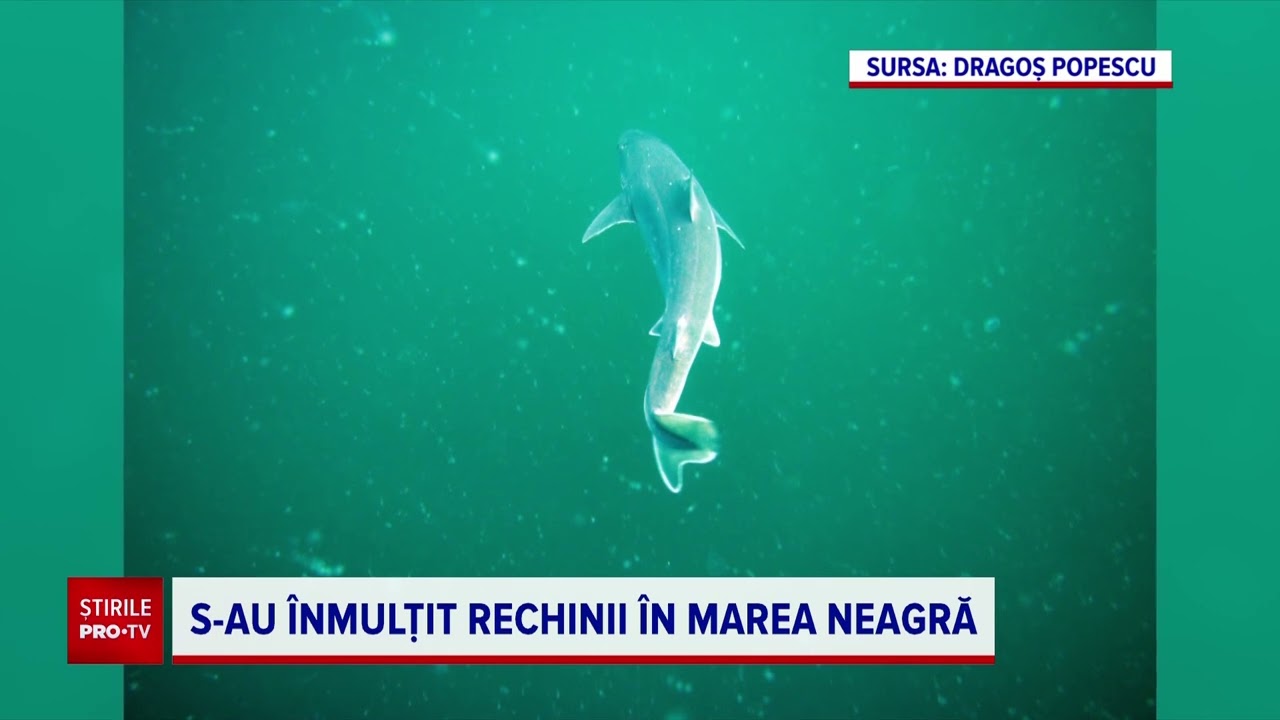 S-au înmulțit rechinii în Marea Neagră