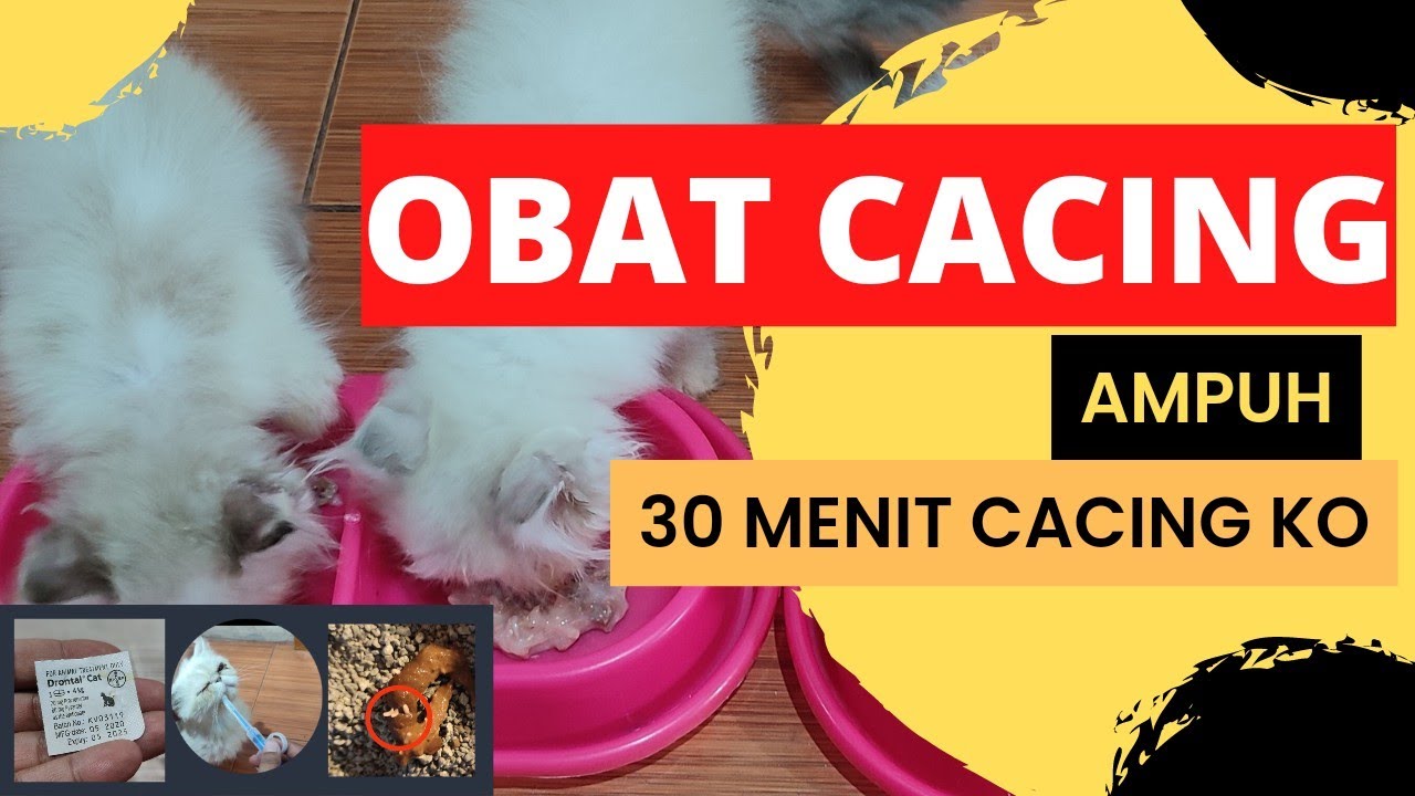CIRI KUCING CACINGAN, REKOMENDASI OBAT CACING AMPUH: 30 menit cacing KO