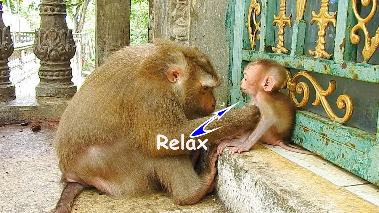 Special Grooming...... Very funny baby Albert feels relax when mommy gives her a sweet grooming