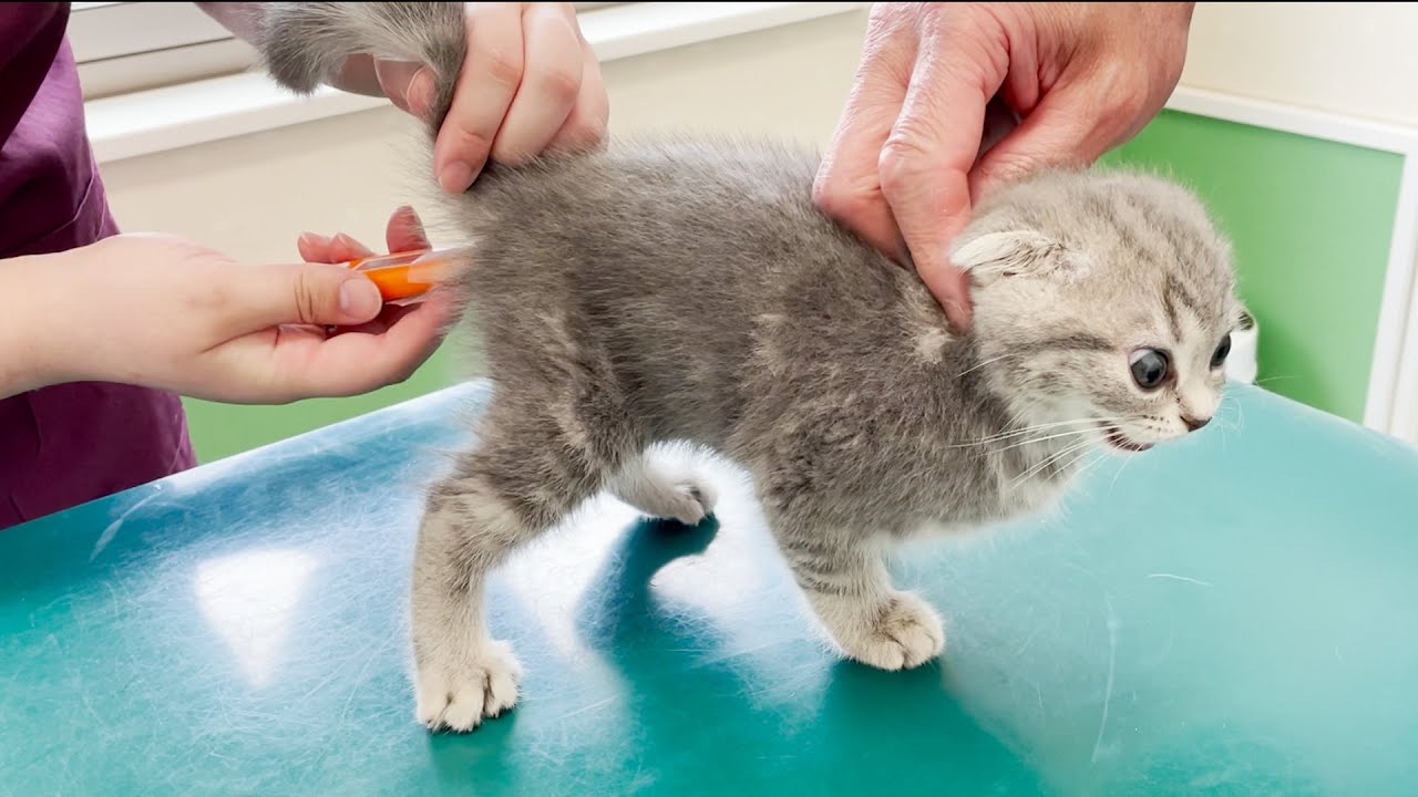 Котенок Лулу впервые кричит в больнице!