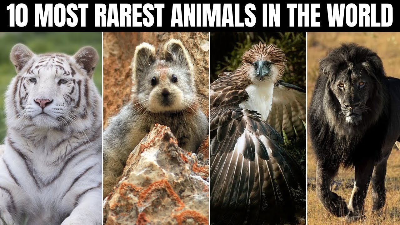Top 10 Most Rarest Animals in  the World - Unbelievable