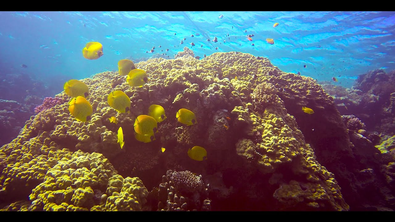 Most Awesome Diving - Masked Butterflyfish
