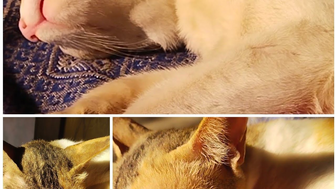 Kabii the cat chronicles  is live!