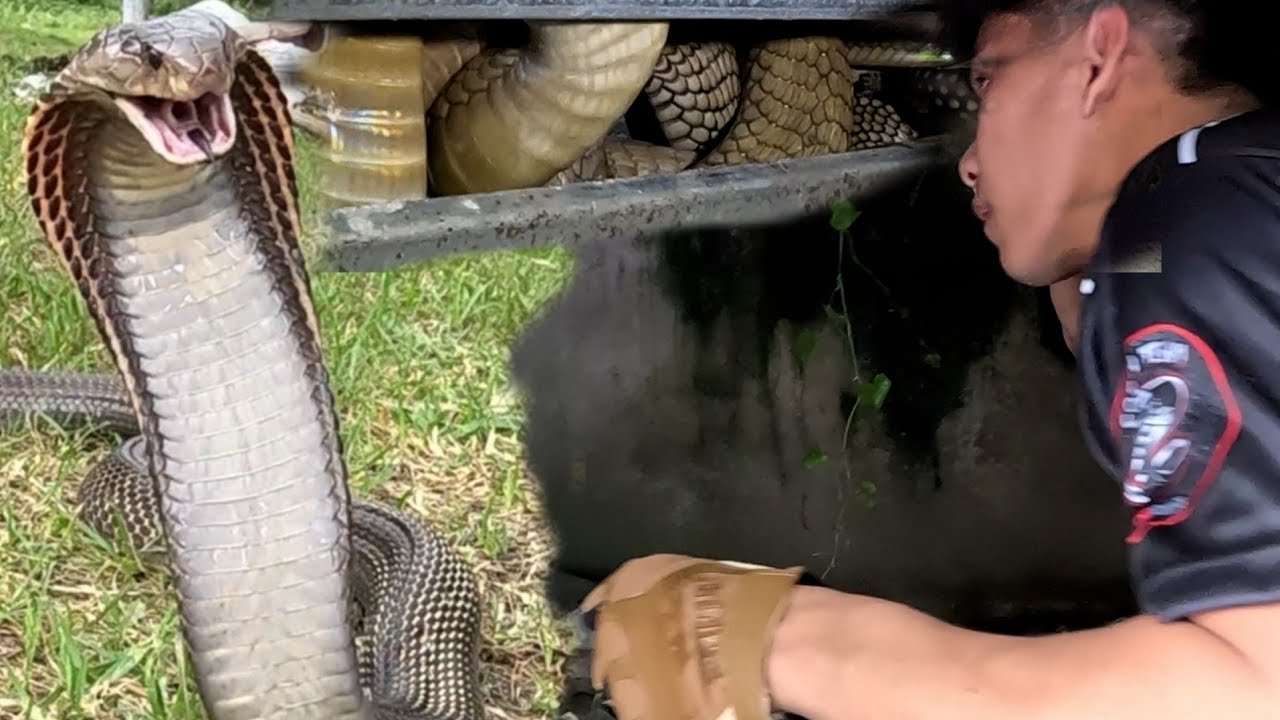 MGA GALIT NA COBRA NAGLUNGGA SA LABABO