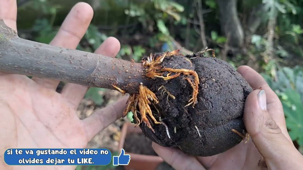 Como y cuándo Cortar Un Acodo Aéreo enraizado [Resultados Acodo Aéreo En Higuera]