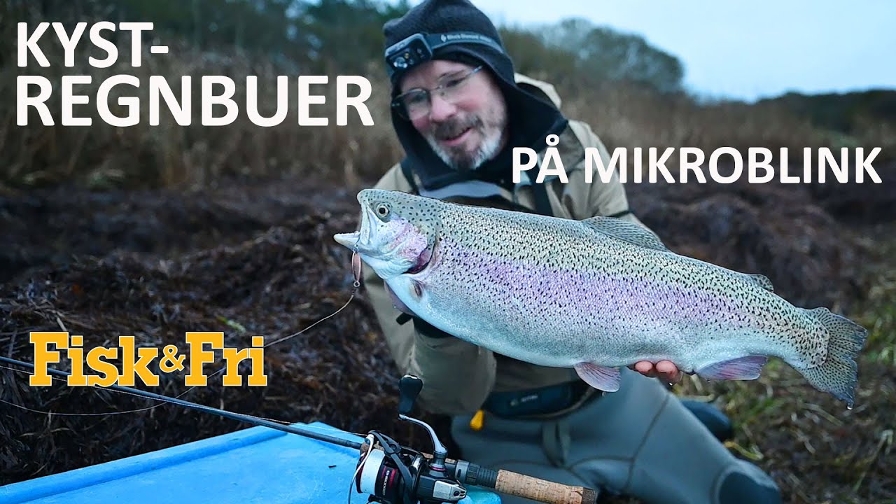 KYSTREGNBUER PÅ MIKROBLINK - SÅDAN GØR DU