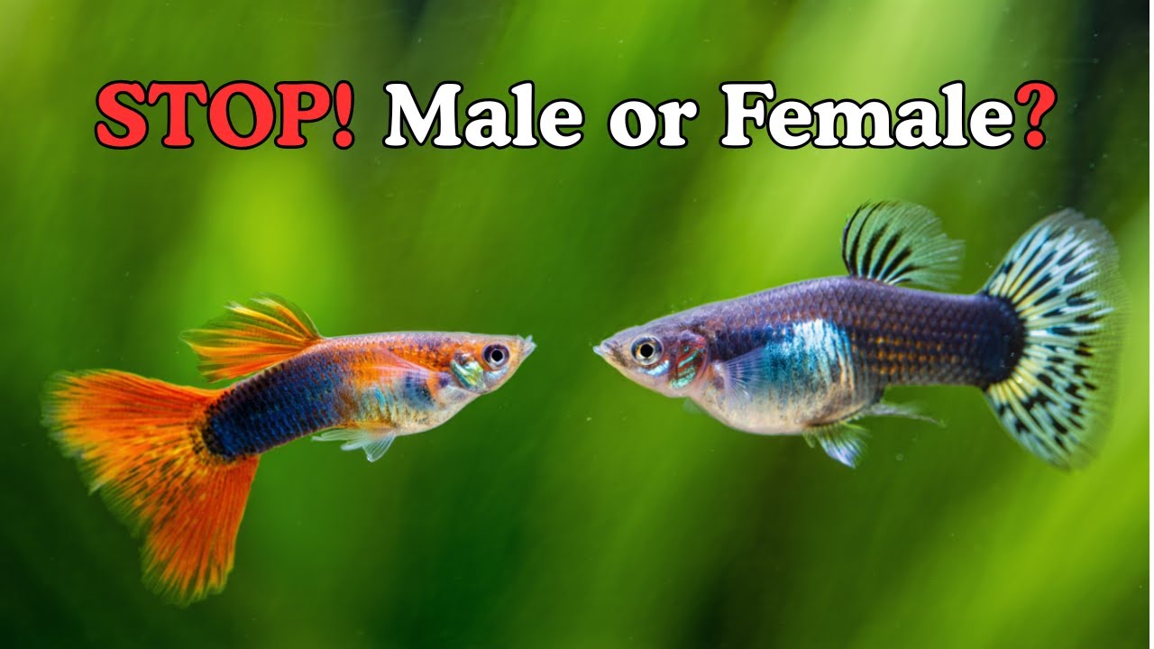 Beginner Friendly Male vs. Female Guppy: 3 EASY Ways to Tell! 🐠 #guppyfish
