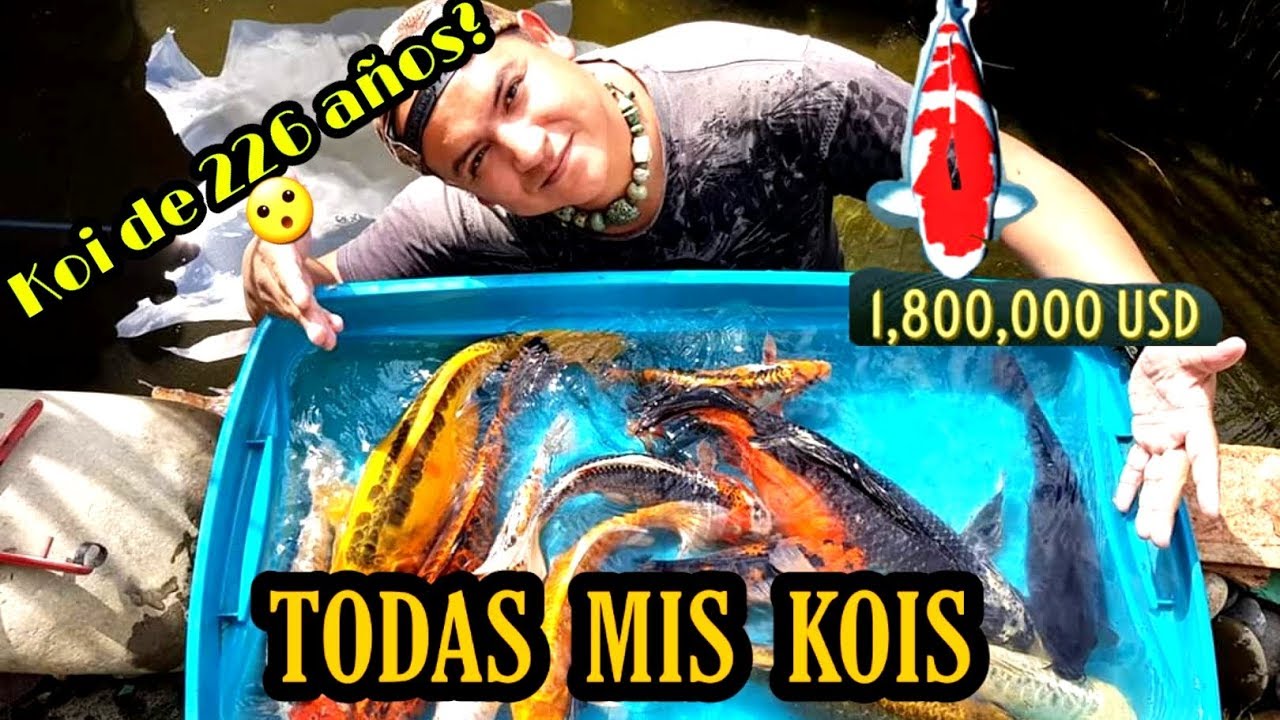 TODAS MIS KOIS