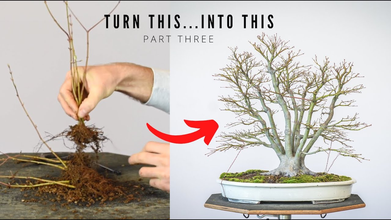 Бонсай из японского клёна из сеянцев | 3-летнее наблюдение | Bonsai-U