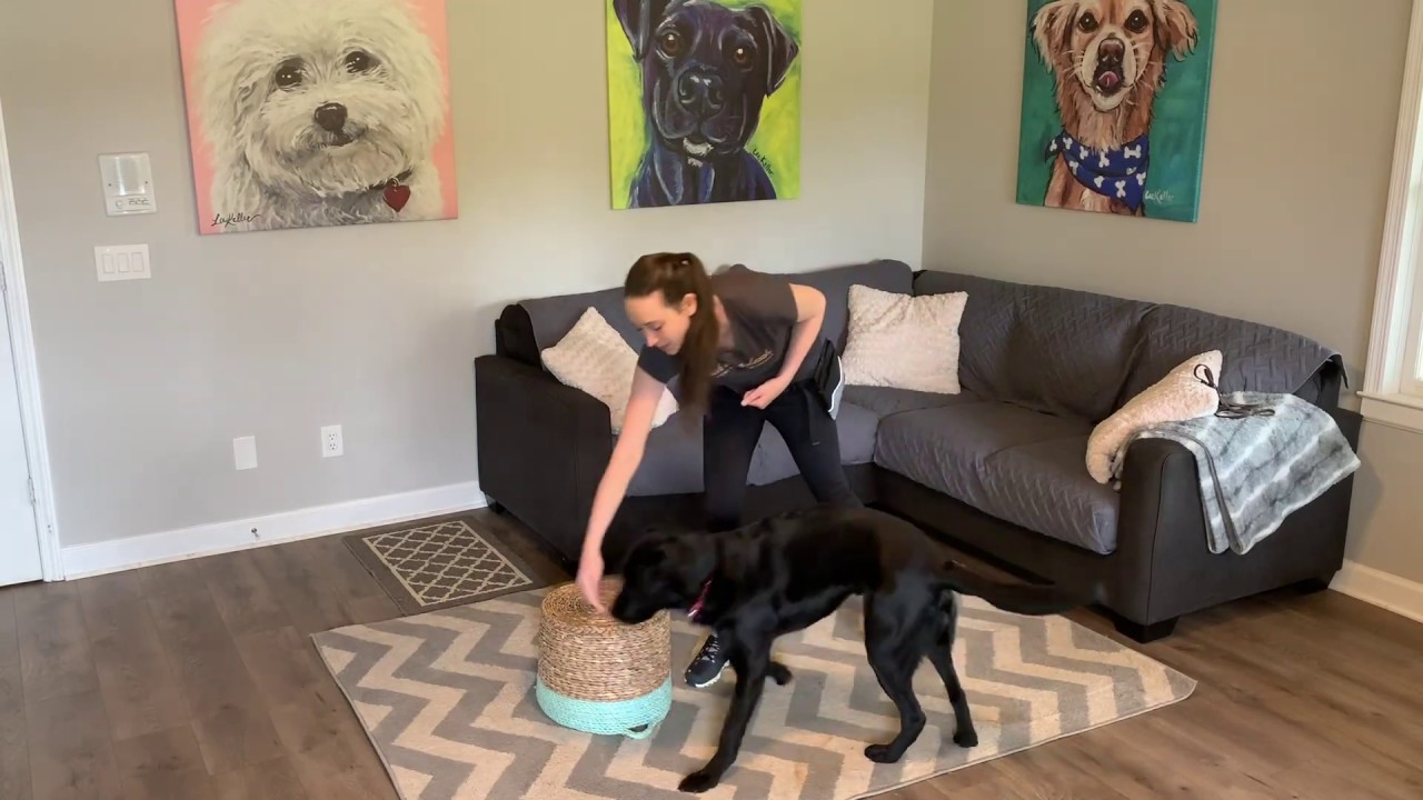 Teach Your Dog To "Go Around" Any Object