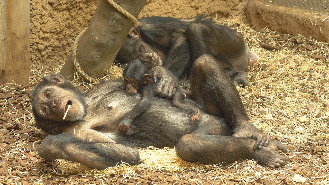 V Zoo Ostrava se po 10-ti letech narodilo mládě šimpanze