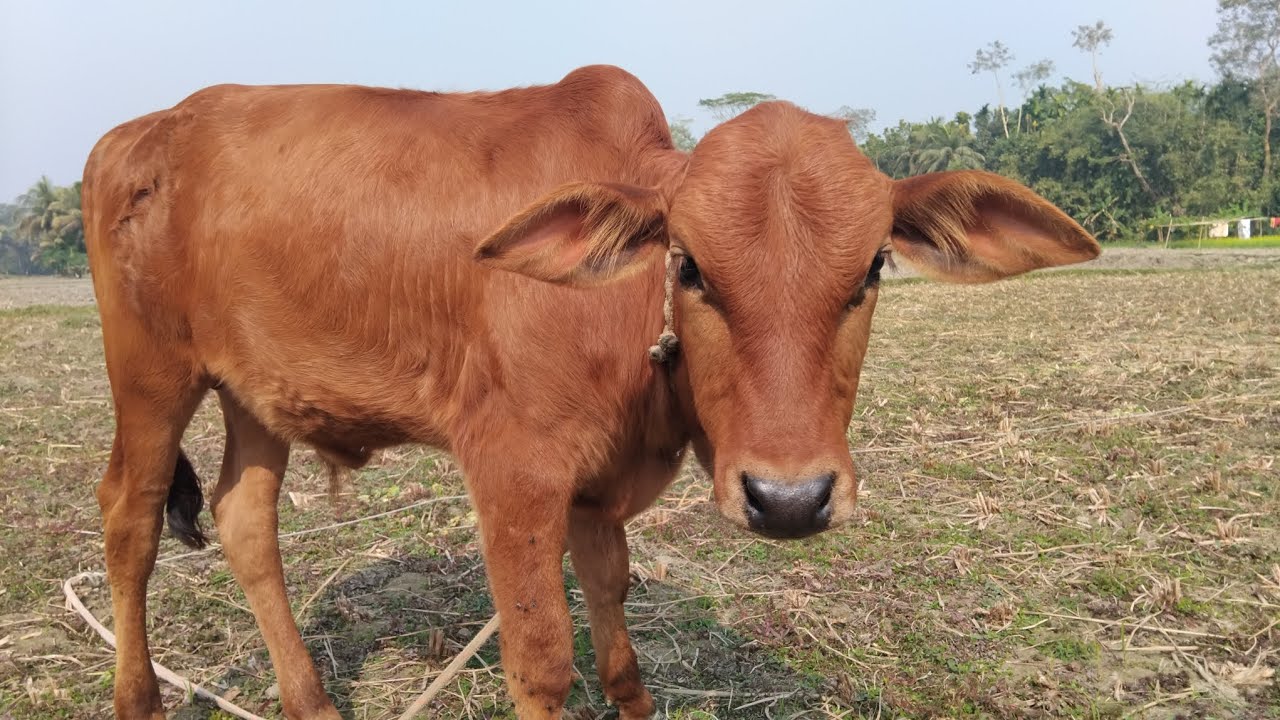 খুবই সুন্দর একটি শায়ওলের বাছুর 
