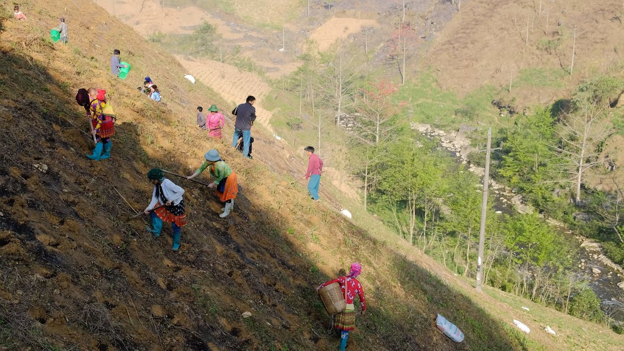 How farmers grow corn on the edge of a mountain, Vietnam rural life